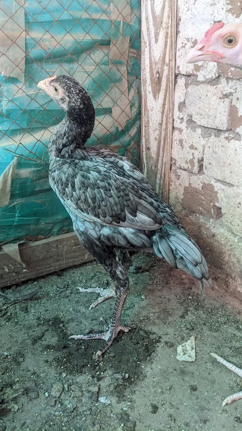 paper white Heera female for sale location Faisalabad price 7500 — photo 7