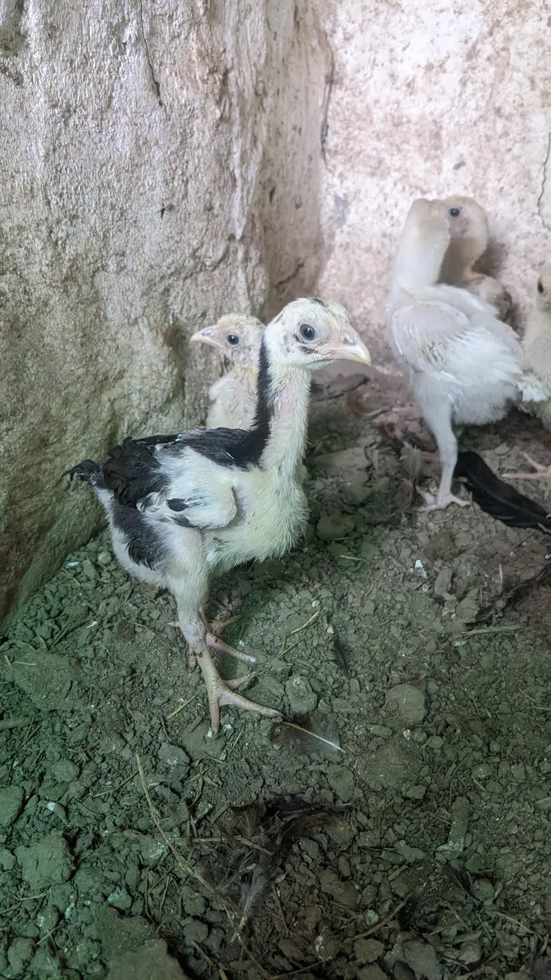 paper white Heera female for sale location Faisalabad price 7500 — photo 8