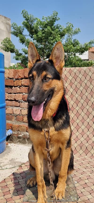 stock coat german shapherd