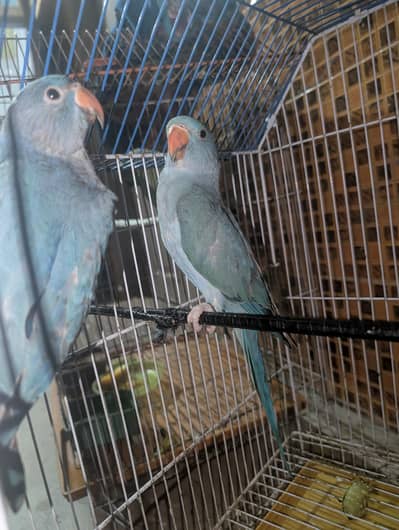 blue ringneck pair