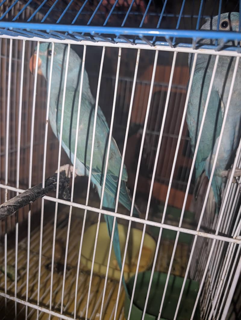 blue ringneck pair 1