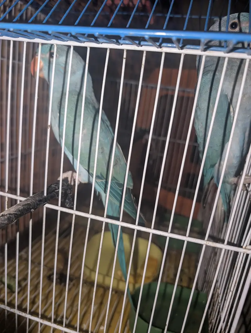 blue ringneck pair — photo 2