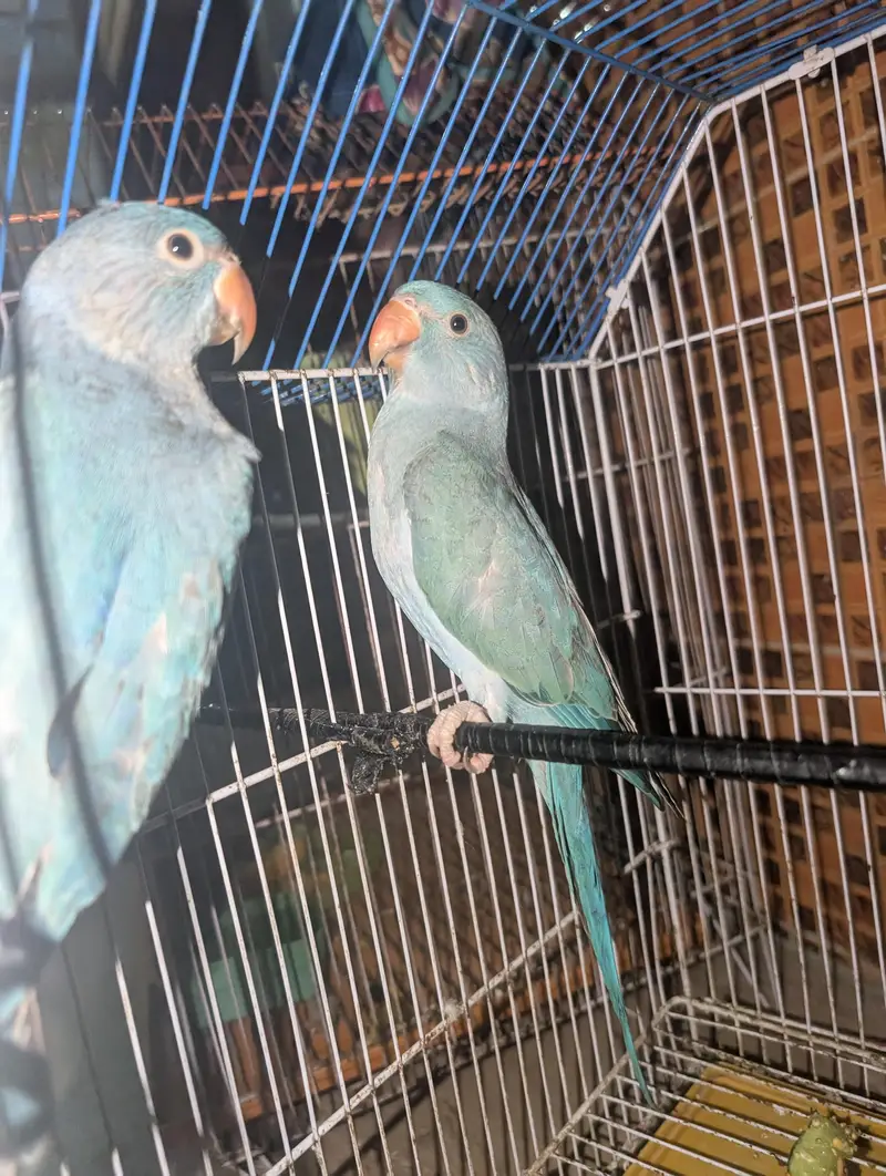blue ringneck pair — photo 3