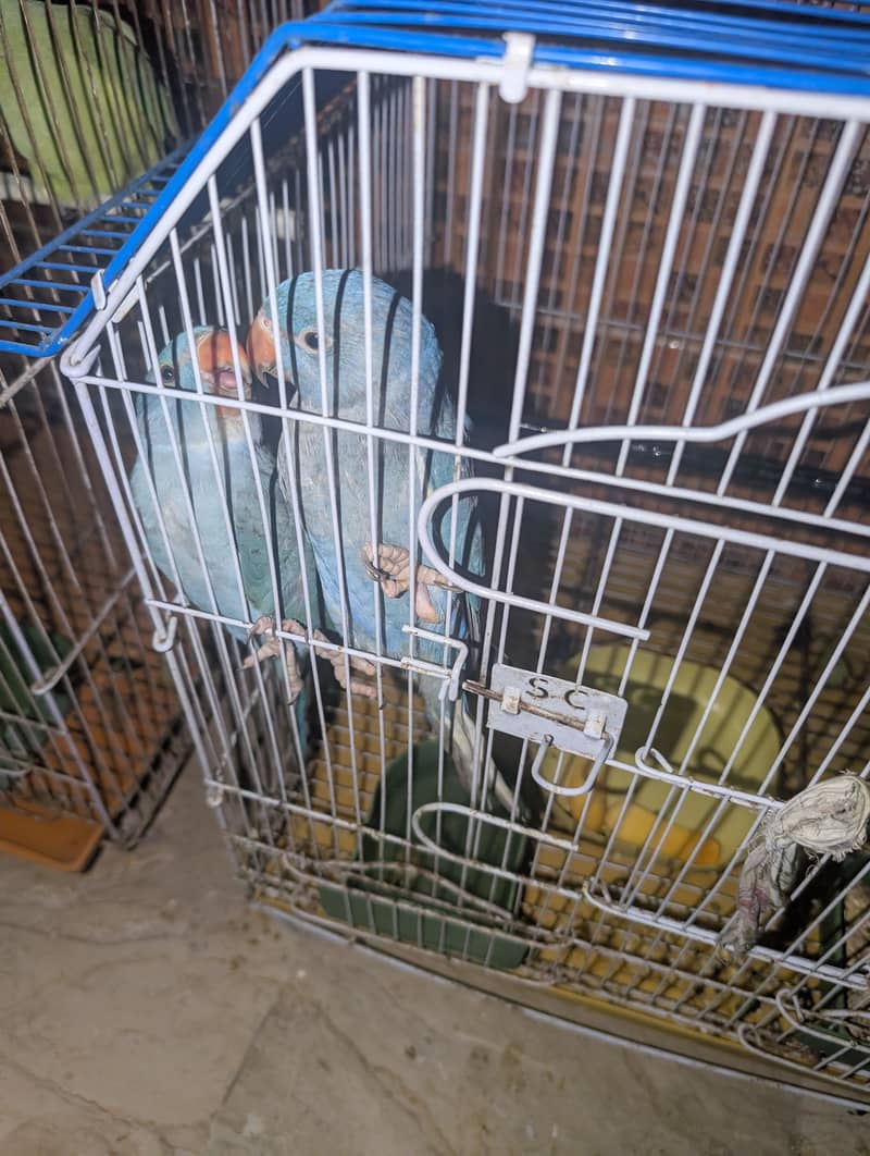 blue ringneck pair 3