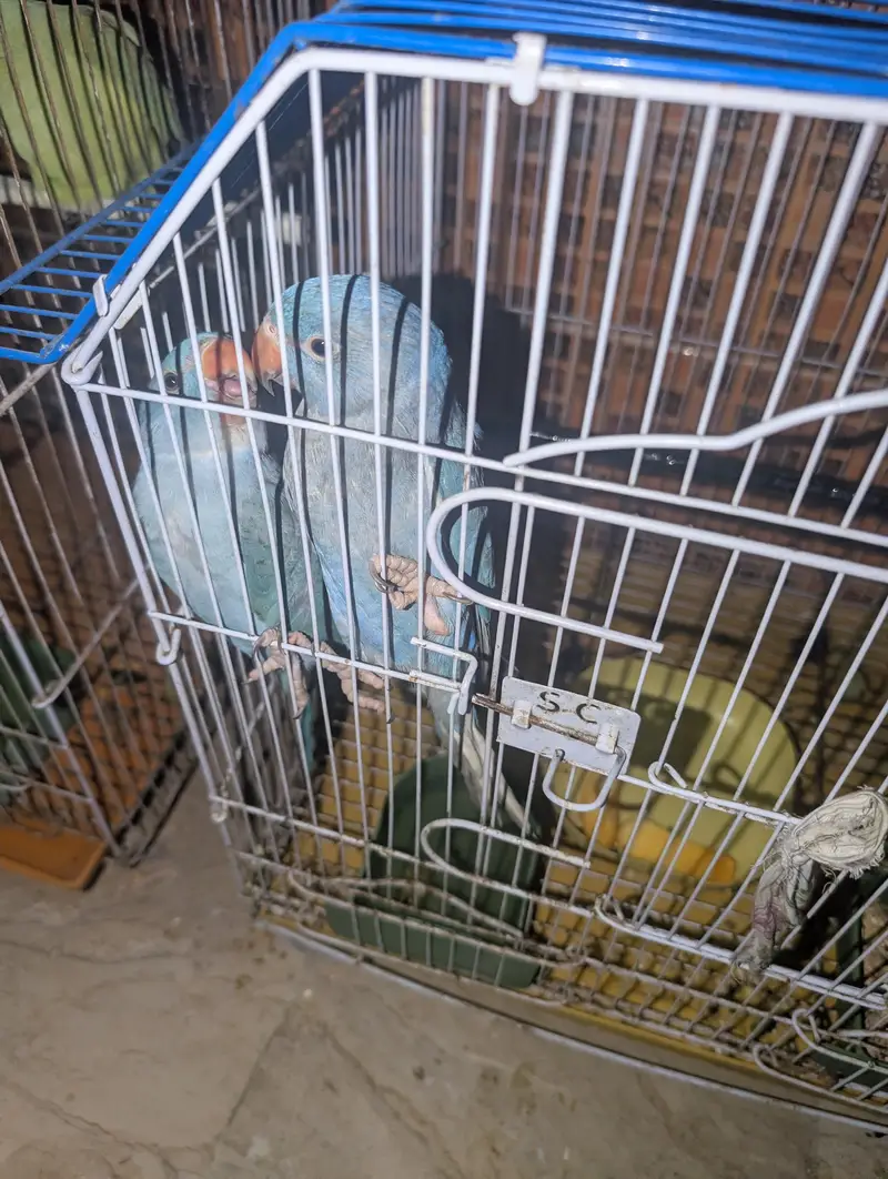 blue ringneck pair — photo 4
