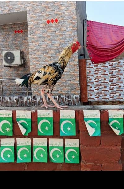 Mianwali Aseel
