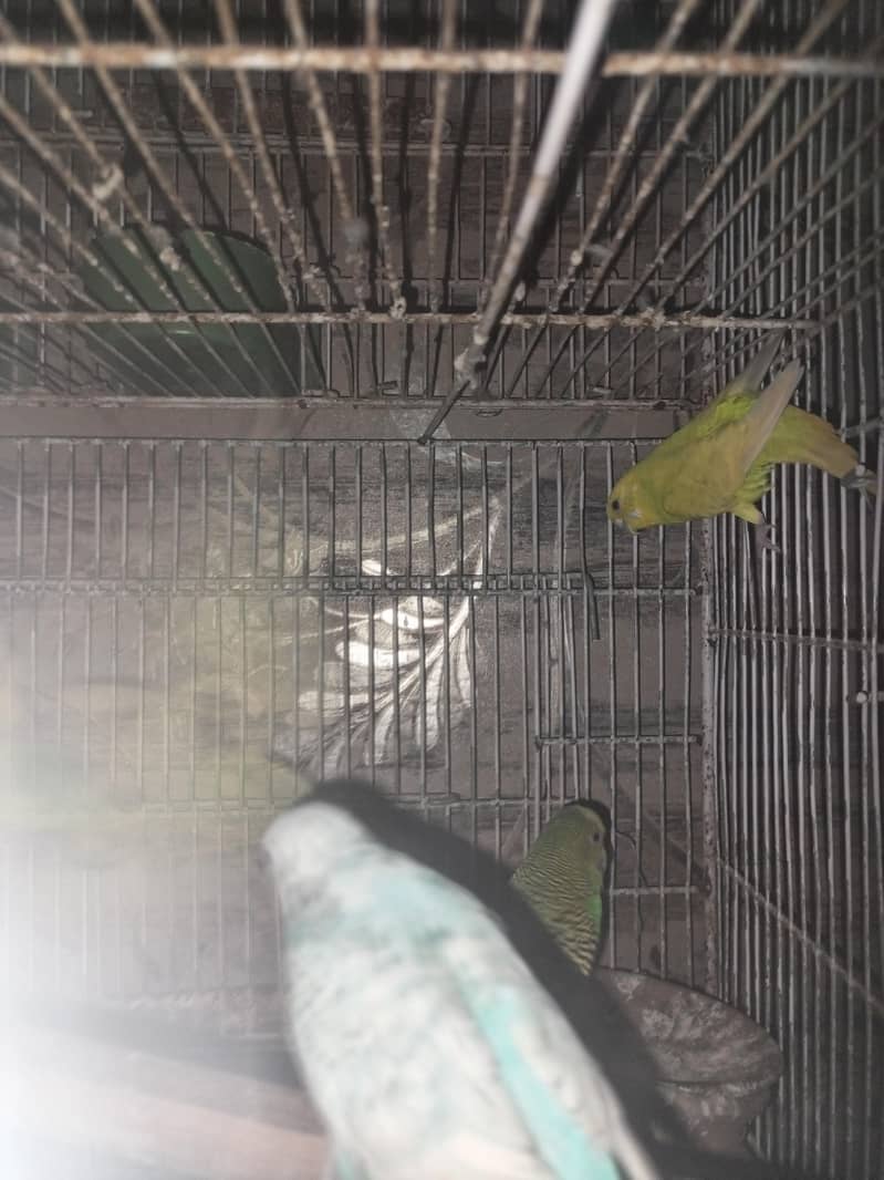 with cage 1