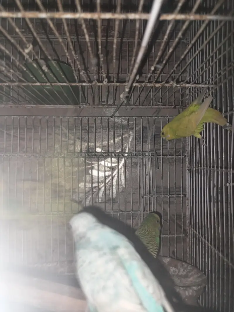 with cage — photo 2