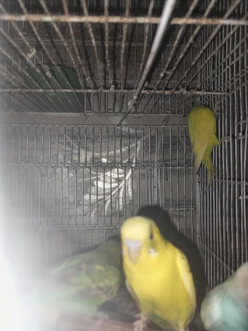 with cage — photo 3