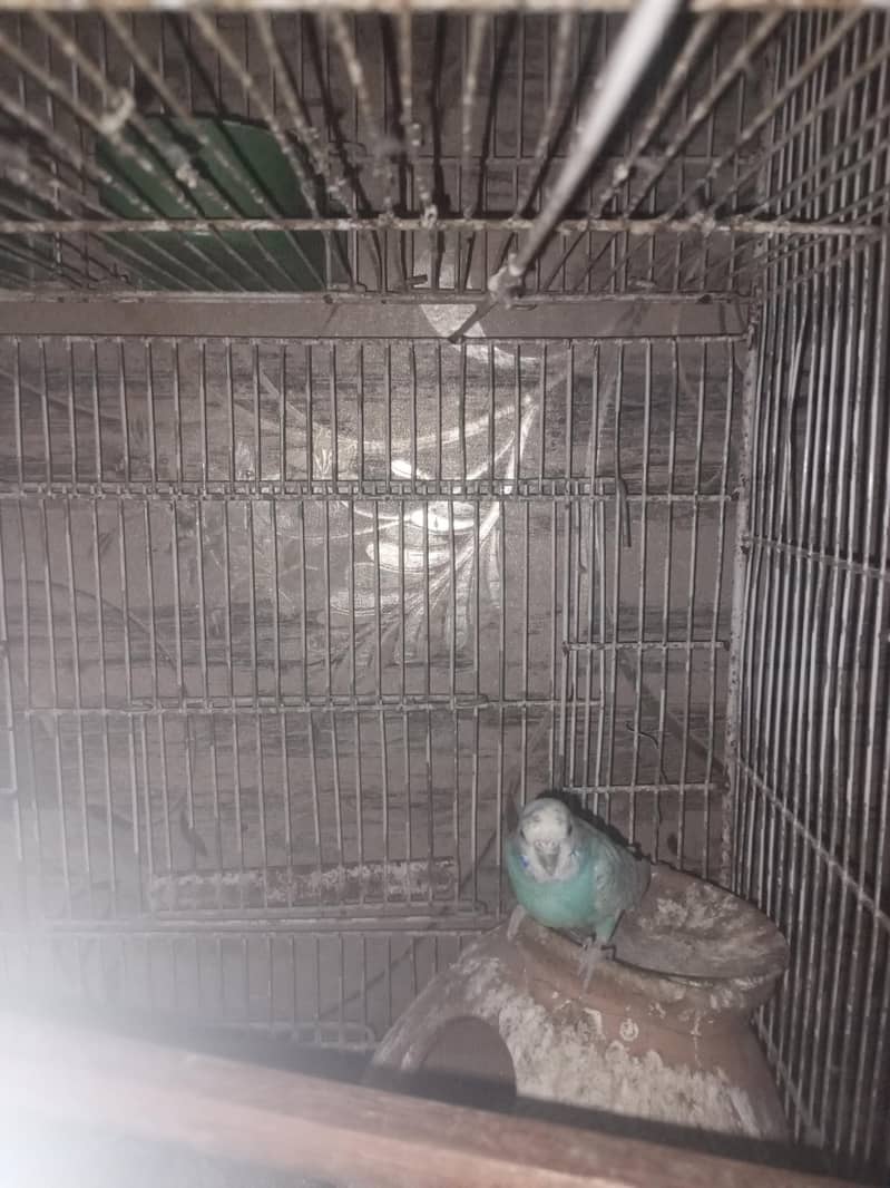 with cage 3