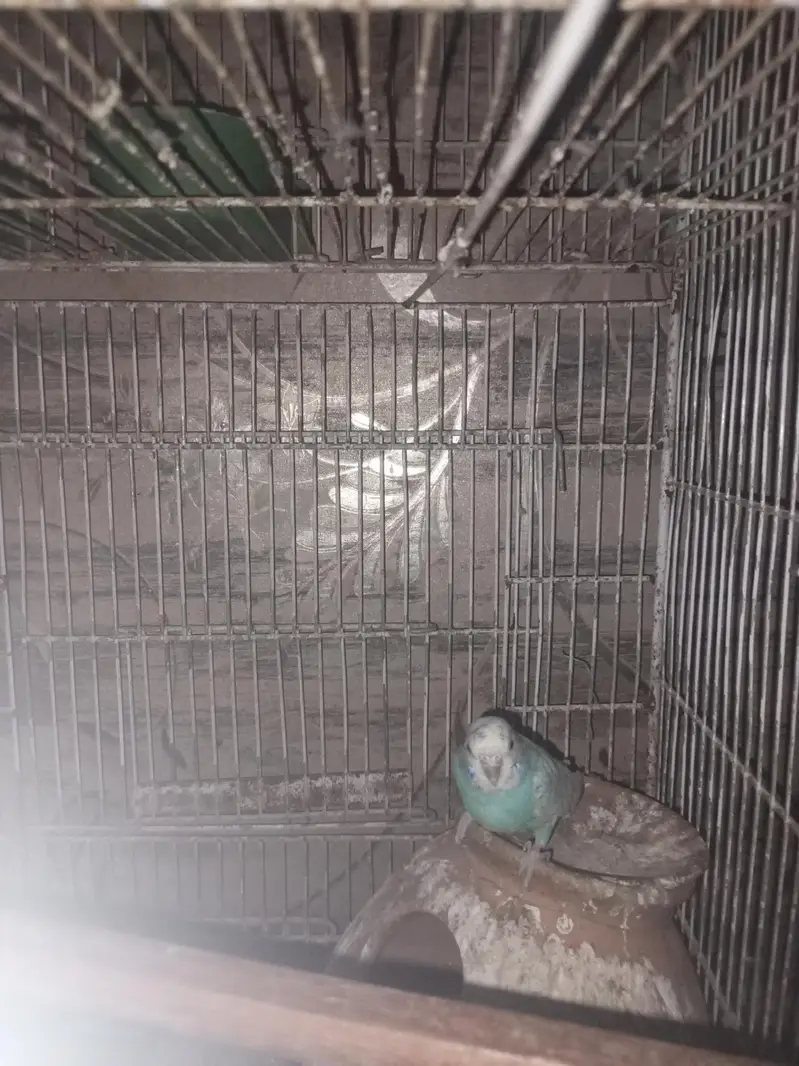 with cage — photo 4