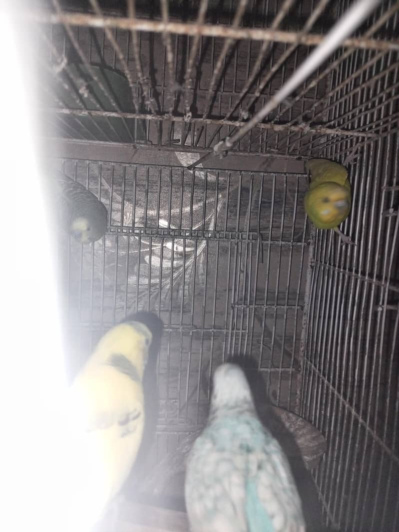 with cage 4