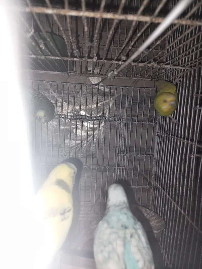 with cage — photo 5