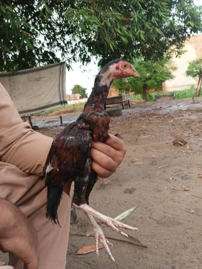 Aseel lakha good quality ka bacha