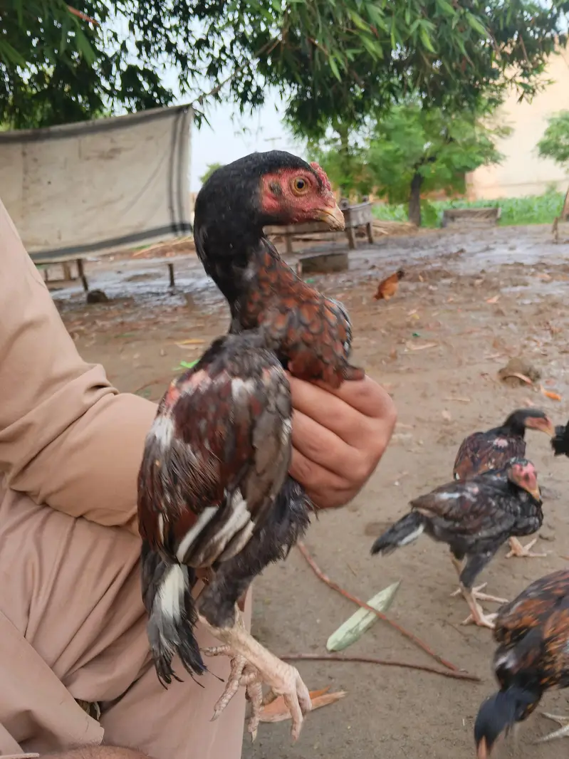 Aseel lakha good quality ka bacha — photo 3