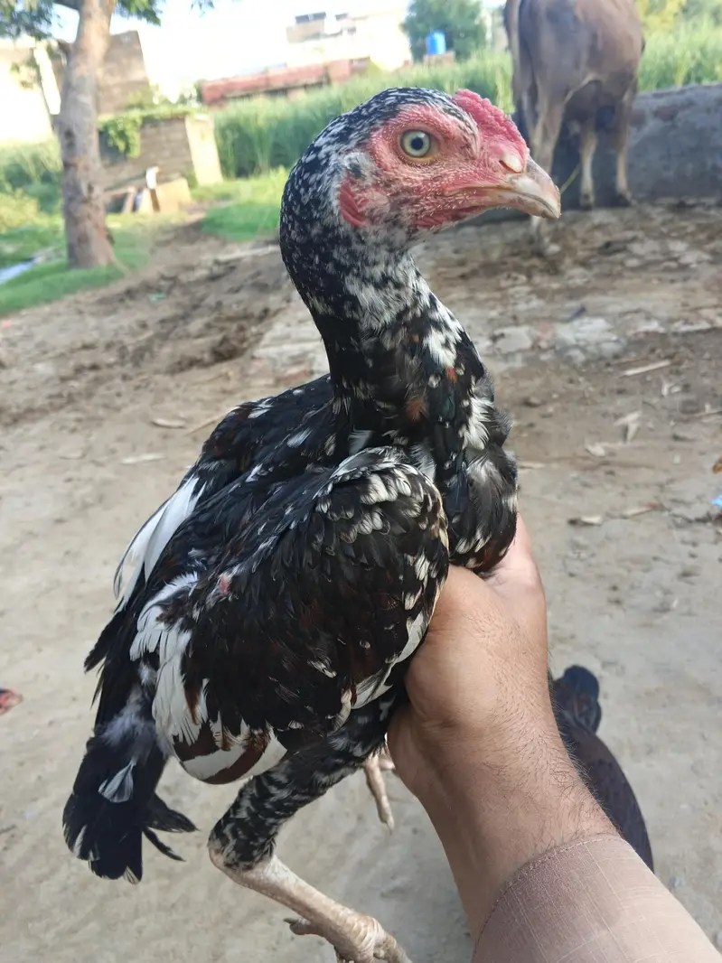 Aseel lakha good quality ka bacha — photo 4