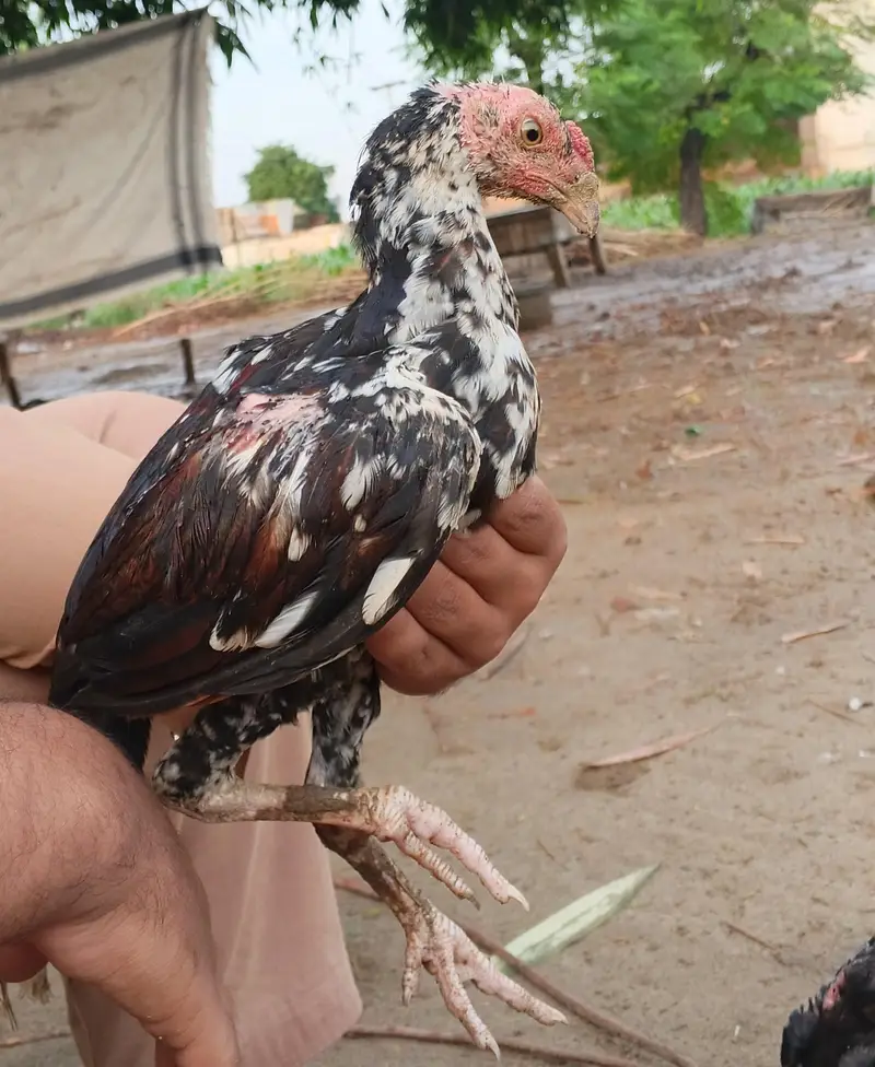 Aseel lakha good quality ka bacha — photo 5