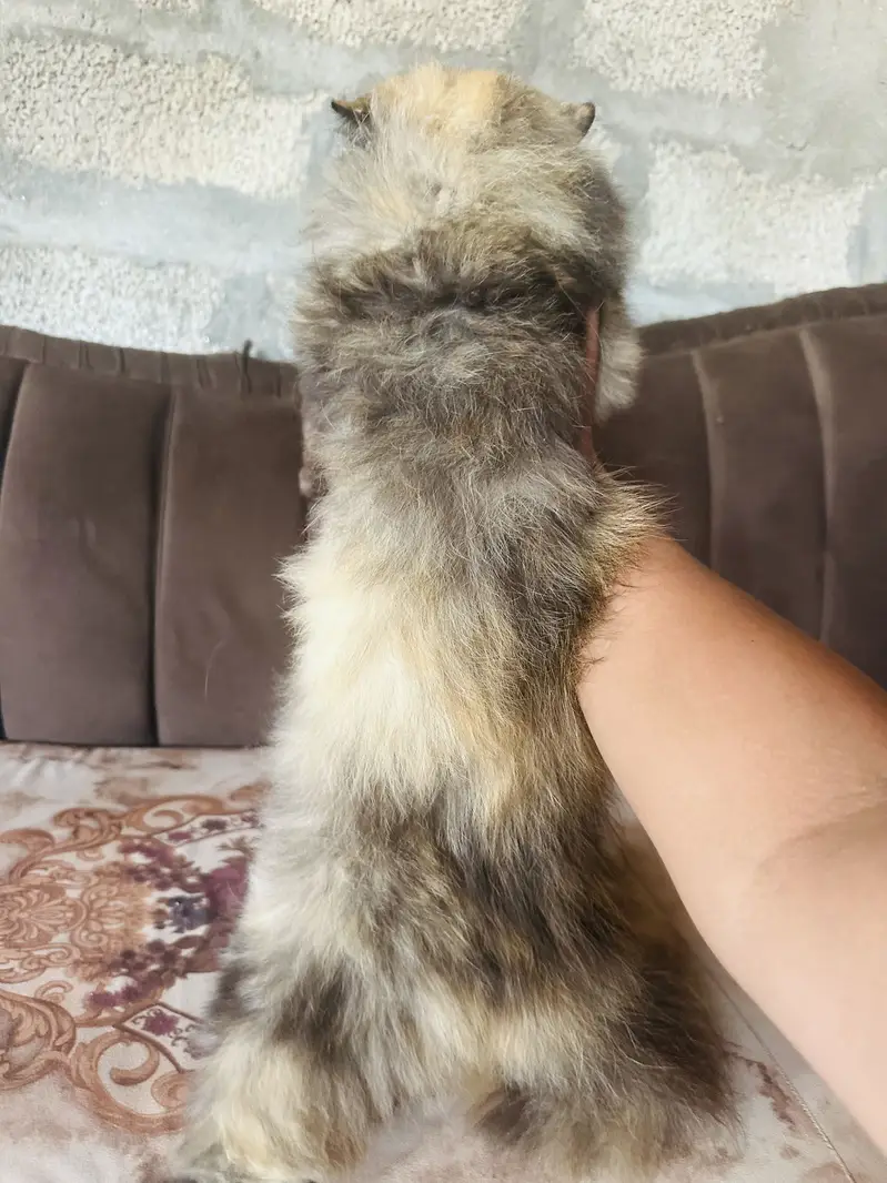 Two beautiful cats sale — photo 8