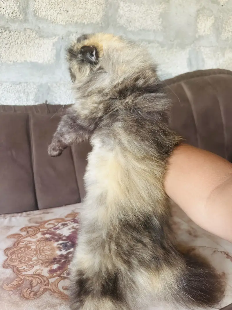 Two beautiful cats sale — photo 9