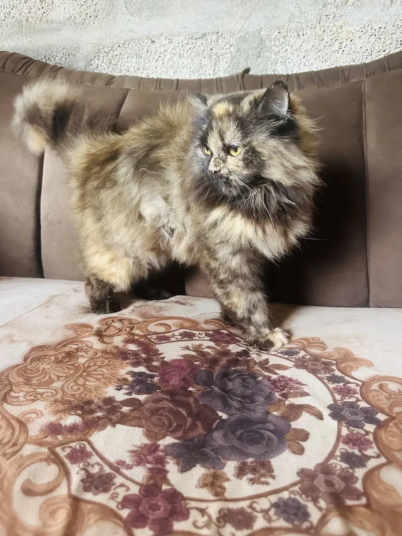Two beautiful cats sale — photo 4