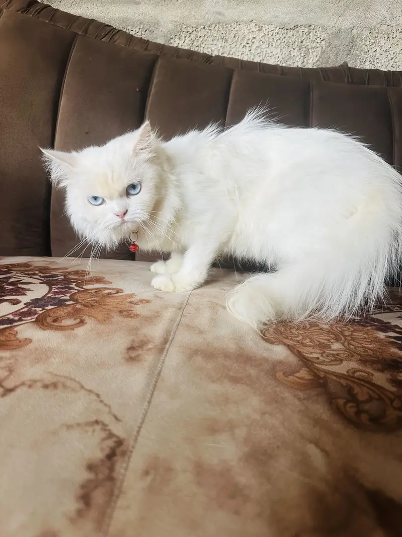 Two beautiful cats sale — photo 3