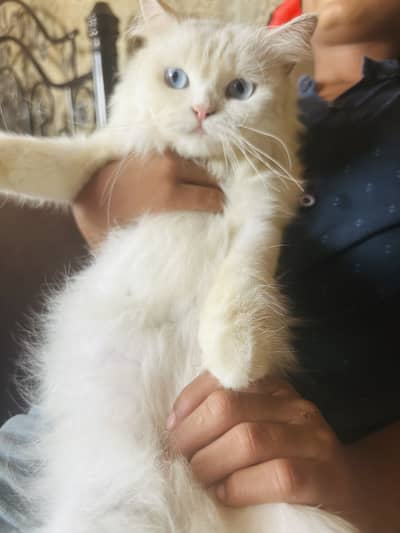 Two beautiful cats sale