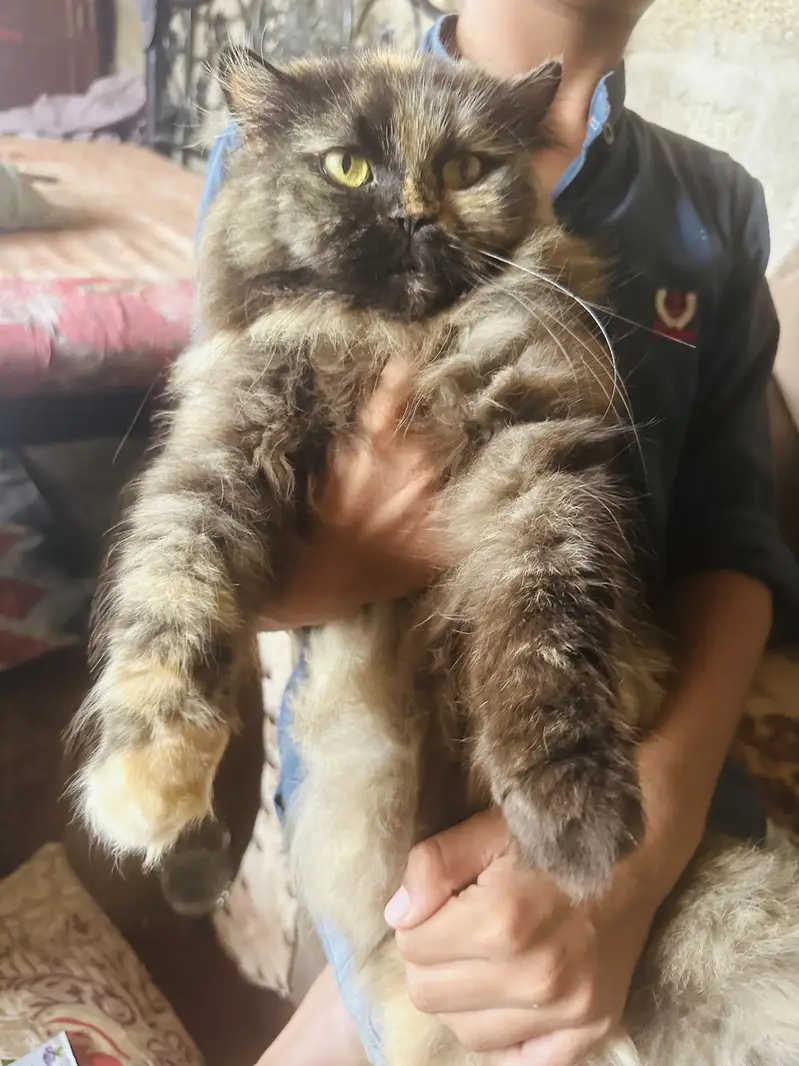 Two beautiful cats sale — photo 2