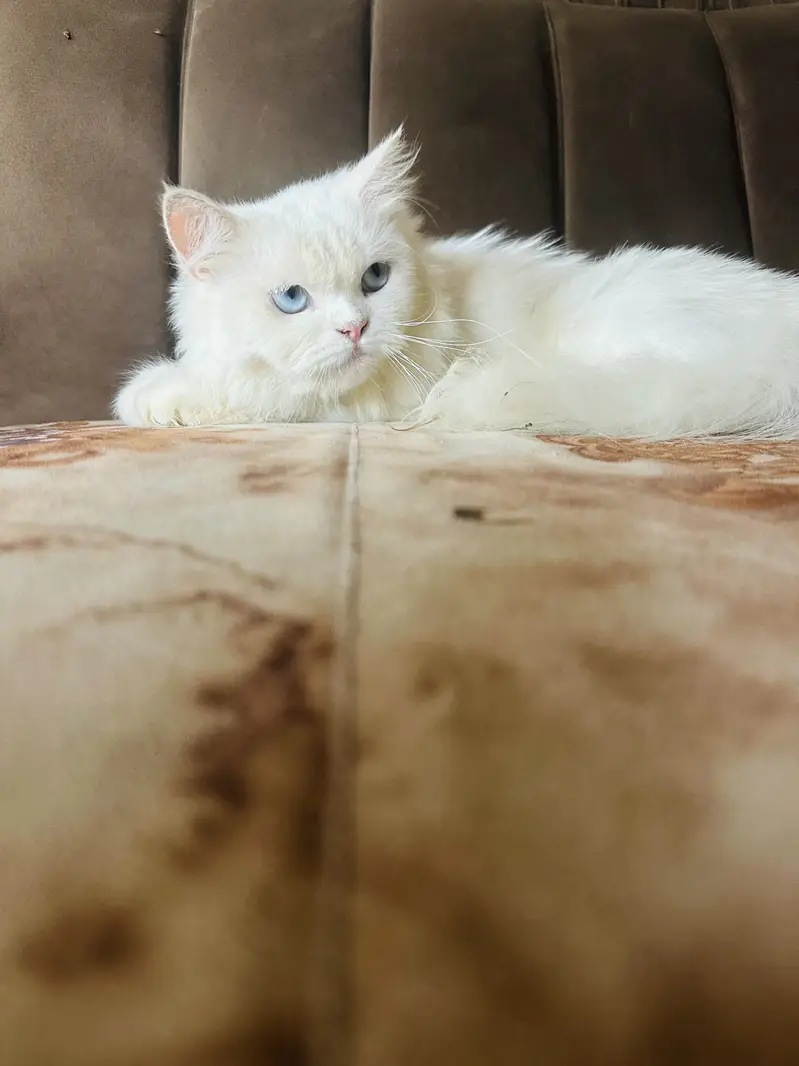 Two beautiful cats sale — photo 5