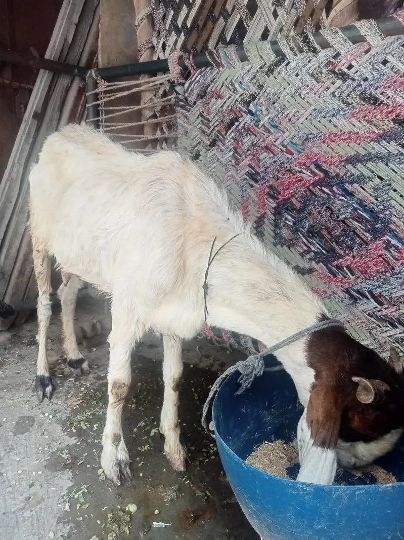 Beetle bakra Female Goats — photo 2