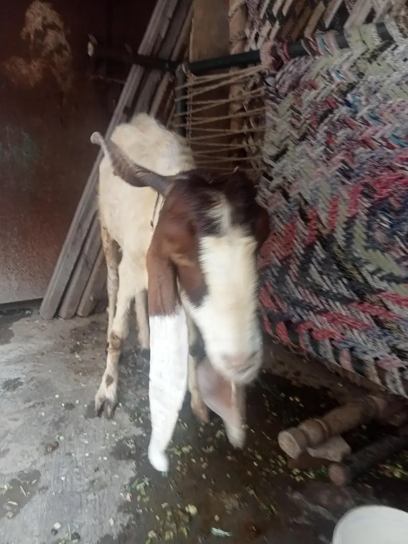 Beetle bakra Female Goats — photo 3