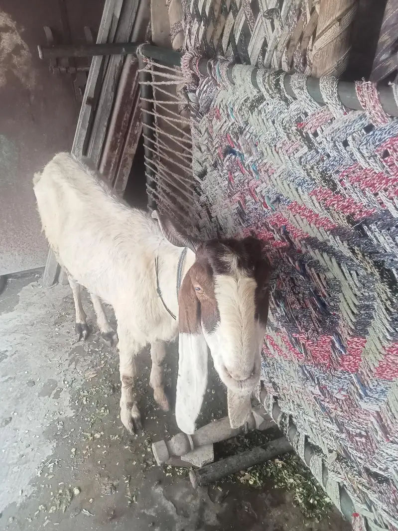Beetle bakra Female Goats — photo 4