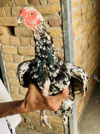 Aaseel black cheene