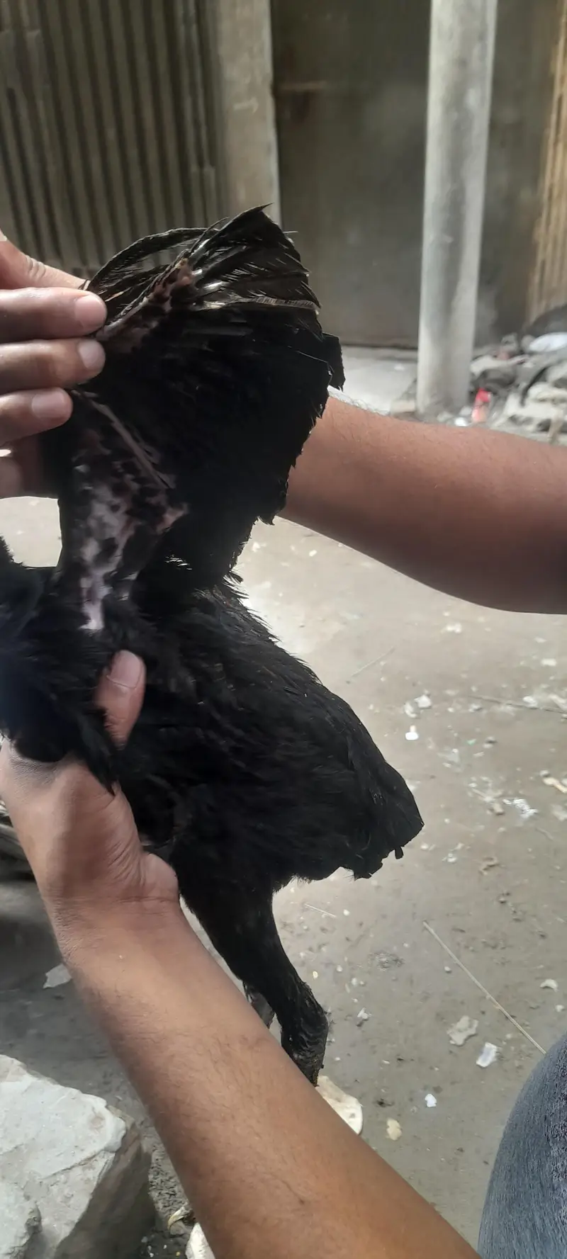 panus pakoy pair — photo 3