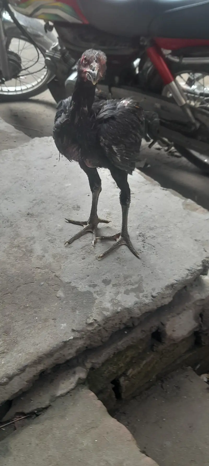 panus pakoy pair — photo 4
