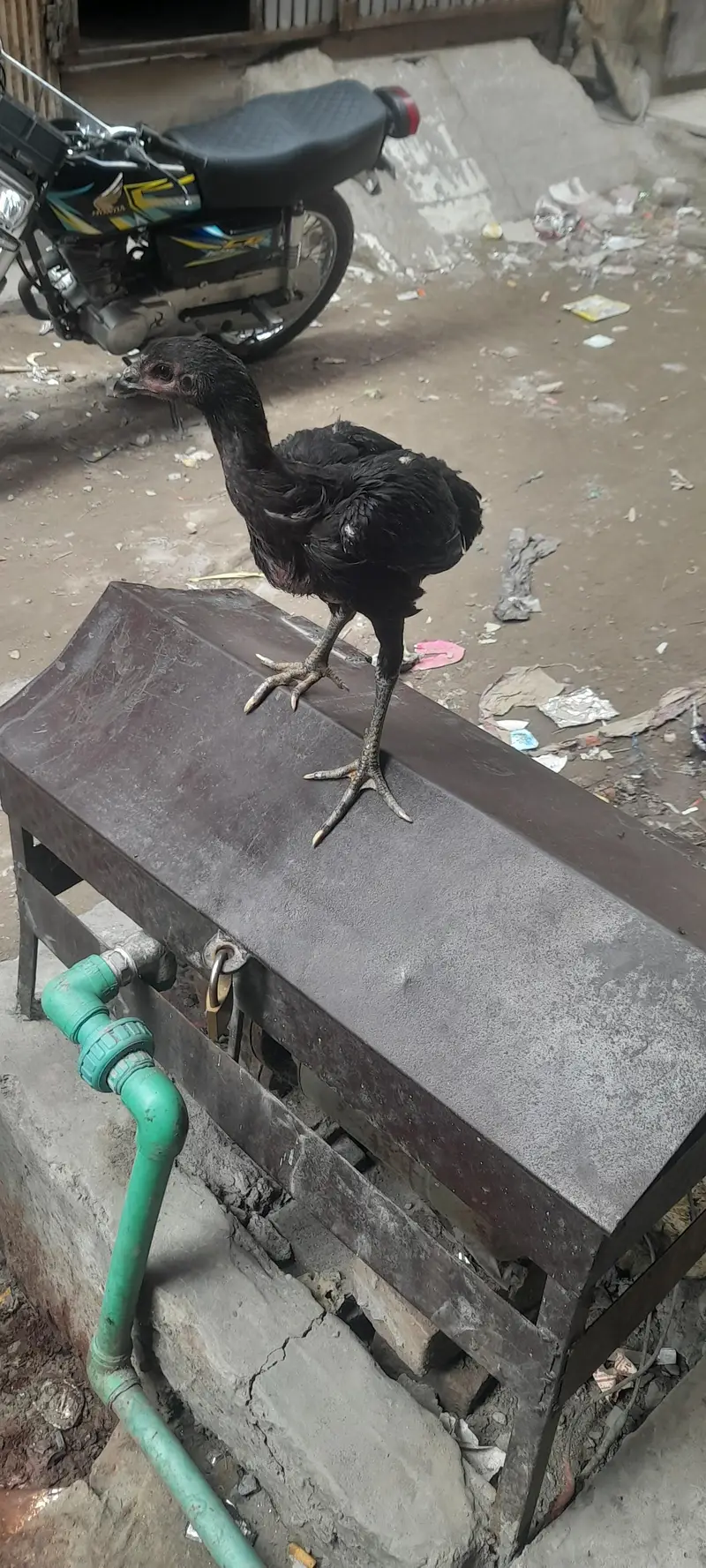 panus pakoy pair — photo 5
