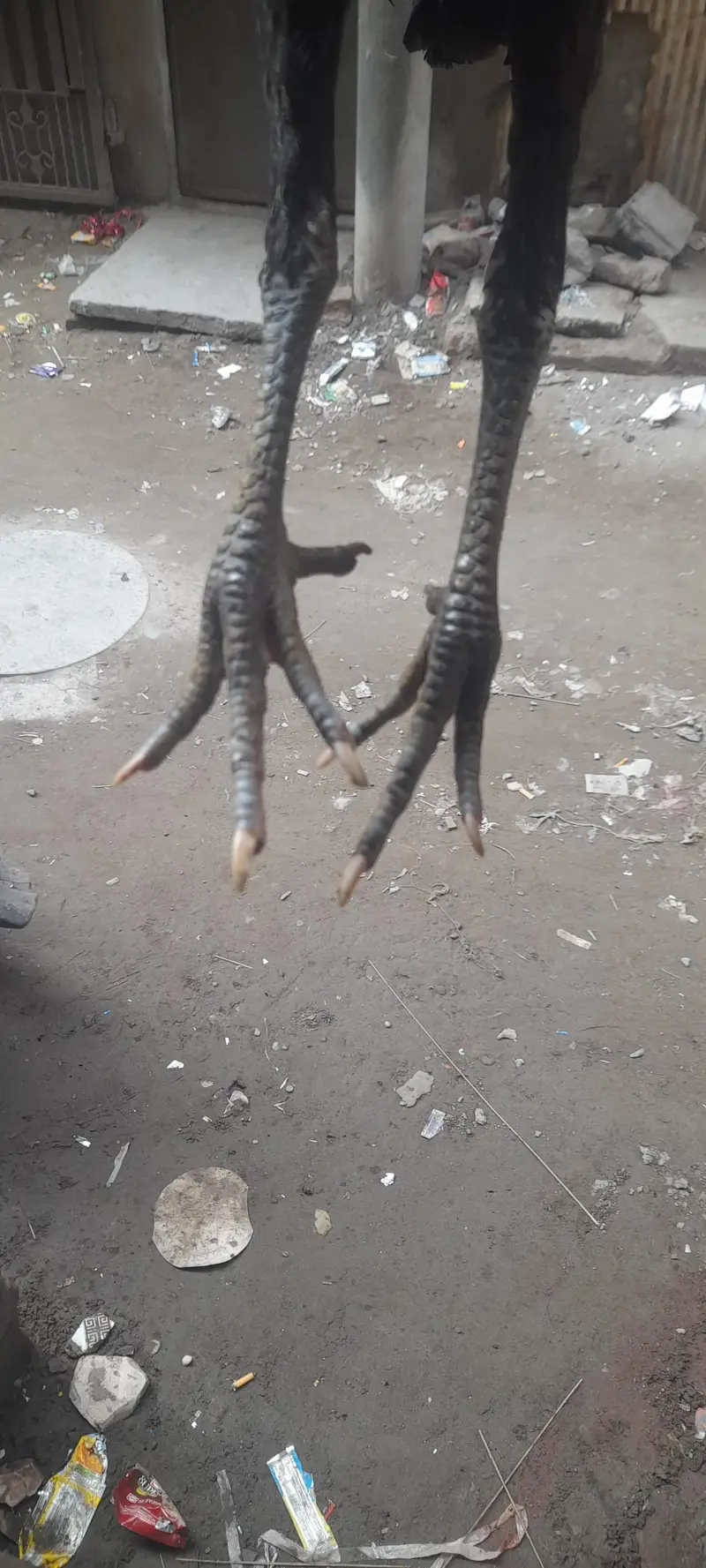 panus pakoy pair — photo 7