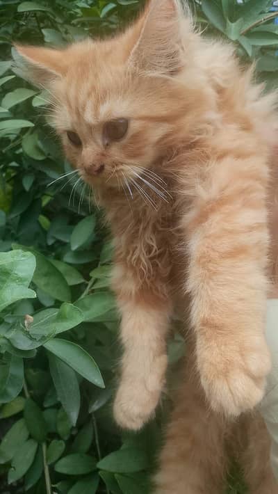 Persian