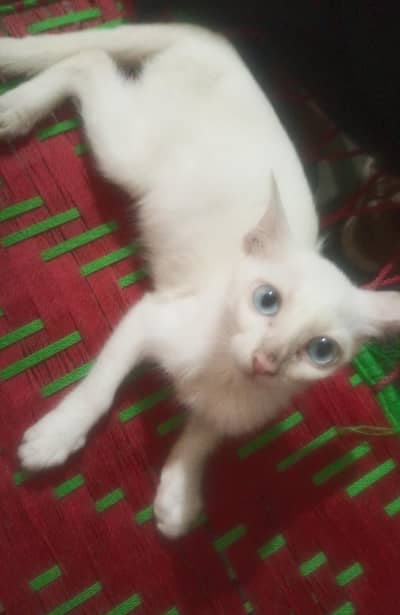 cat babies 2 . . . full white and brown