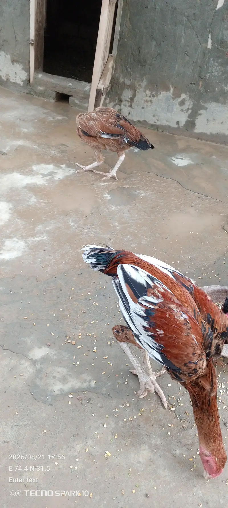Aseel Pair 03104119983 — photo 11