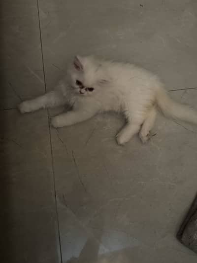 Semi punch Persian triple coated kittens