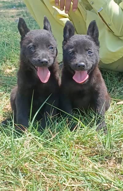 German Shepherd long mouth and long teeth