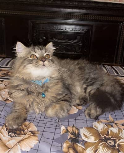 Persian Cats for Sale – Elsa & Alex | Healthy & Active