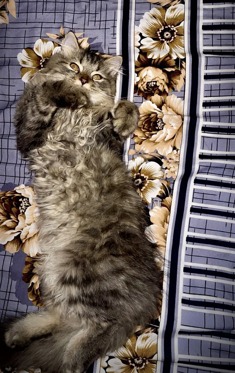 Persian Cats for Sale – Elsa & Alex | Healthy & Active — photo 2