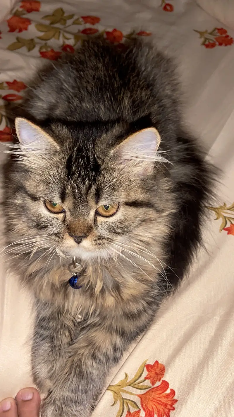 Persian Cats for Sale – Elsa & Alex | Healthy & Active — photo 3