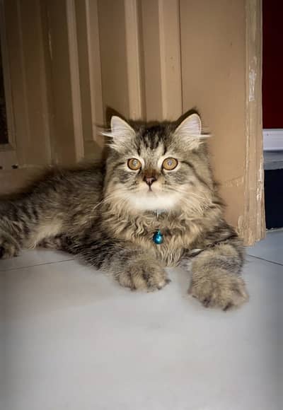 Persian Cats for Sale – Healthy & Active