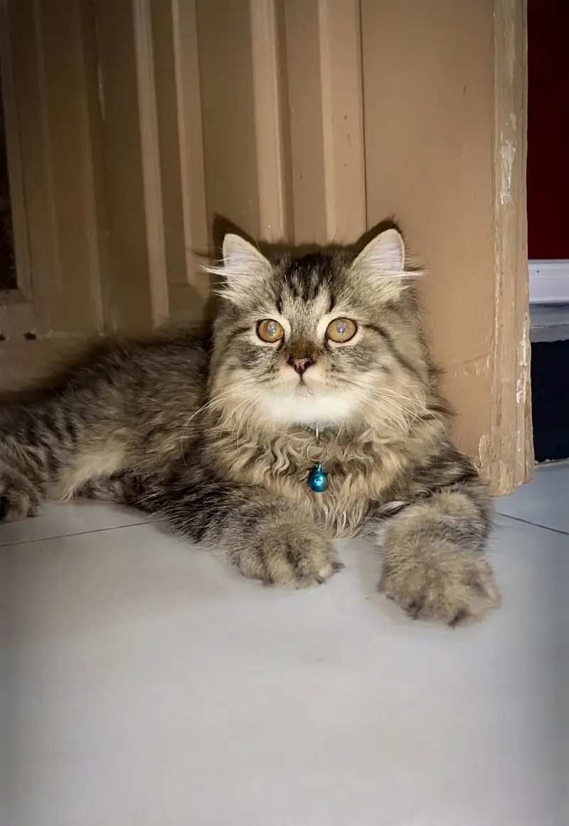 Persian Cats for Sale – Elsa & Alex | Healthy & Active — photo 4