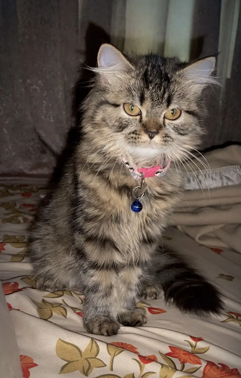 Persian Cats for Sale – Elsa & Alex | Healthy & Active — photo 5