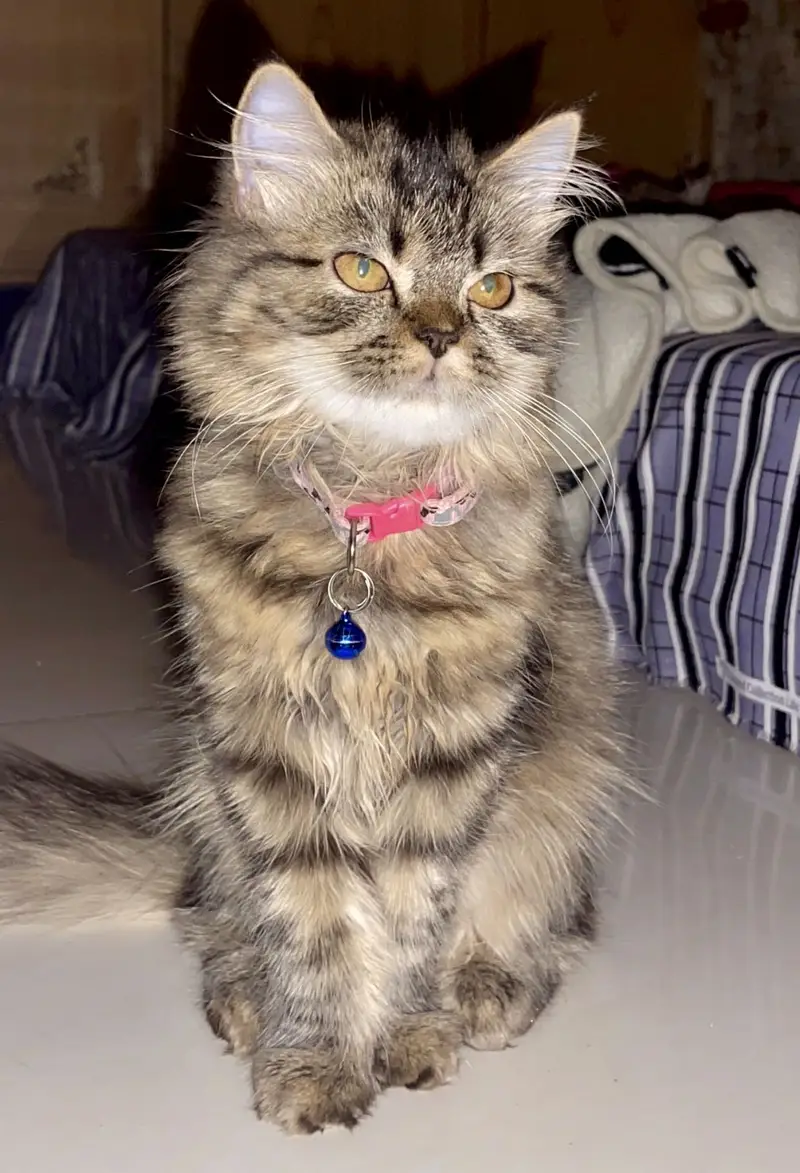 Persian Cats for Sale – Elsa & Alex | Healthy & Active — photo 6
