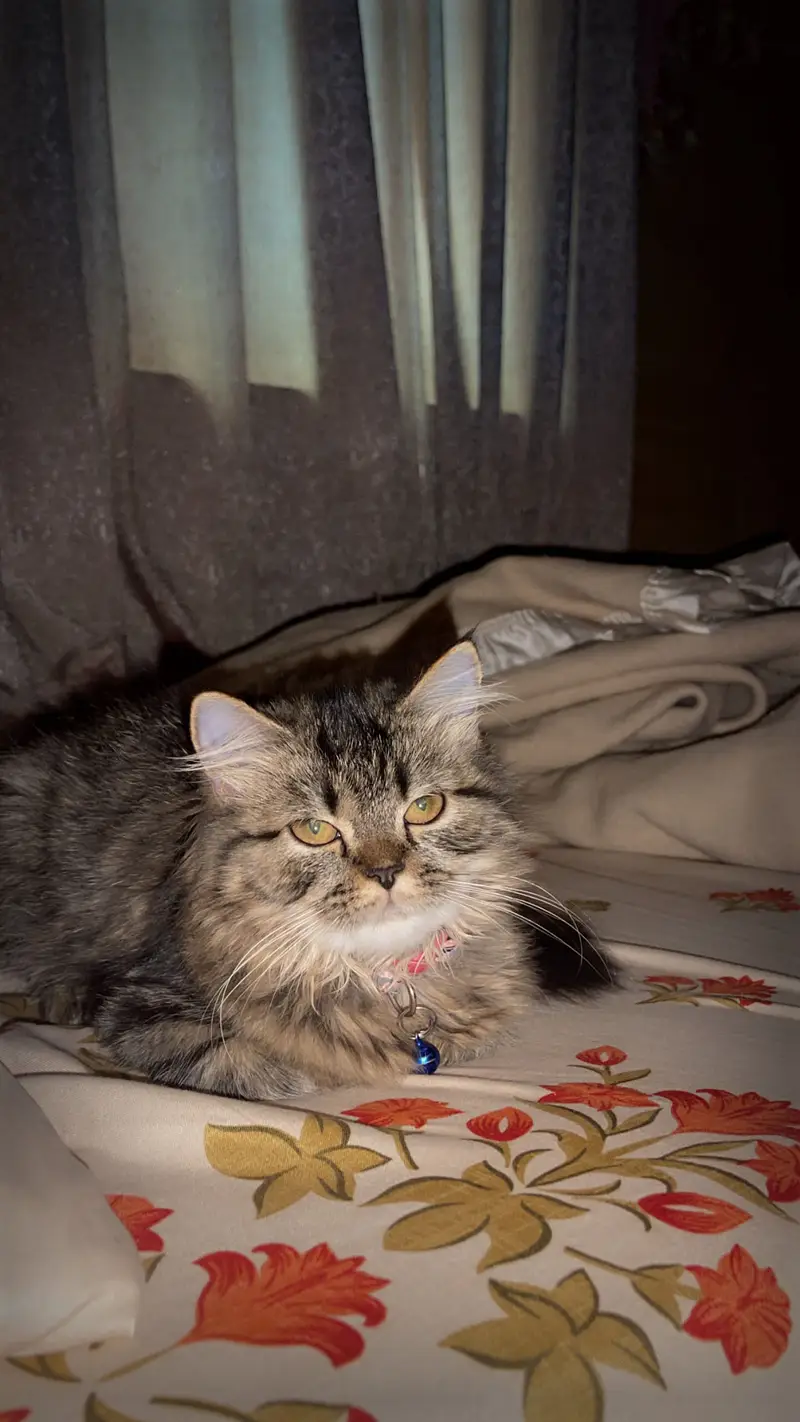 Persian Cats for Sale – Elsa & Alex | Healthy & Active — photo 7
