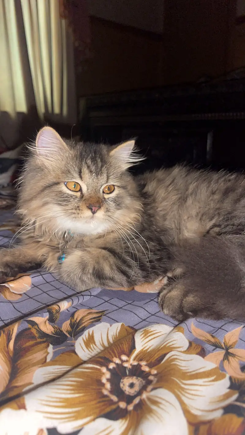 Persian Cats for Sale – Elsa & Alex | Healthy & Active — photo 9